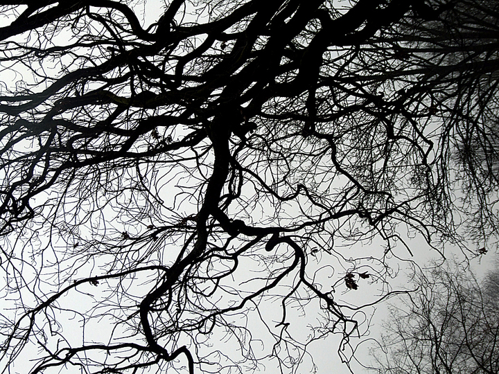 BRANCHES & TREES: 
