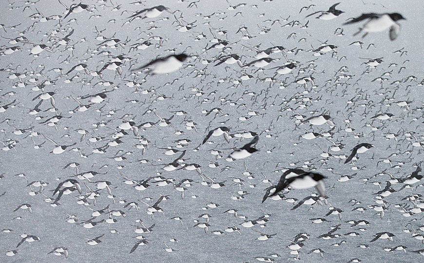 World Press Photo 2014: © Markus Varesvuo, Finland. Urian Algaes flying over Vardø in northeaster Norway. Also known as guillemots, these birds live in some of the coldest regions of the northern hemisphere and form a large colony.