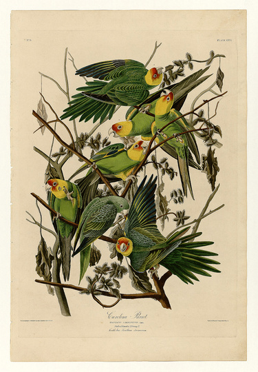 John James Audubon: 