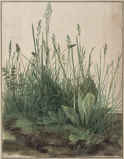 Dürer - Observer of Nature: The Large Piece of Turf, 1503, watercolour and bodycolour, heightened with white, mounted on card, 40.3 x 31.1 cm, Albertina, Vienna. Photograph: Albertina, Vienna