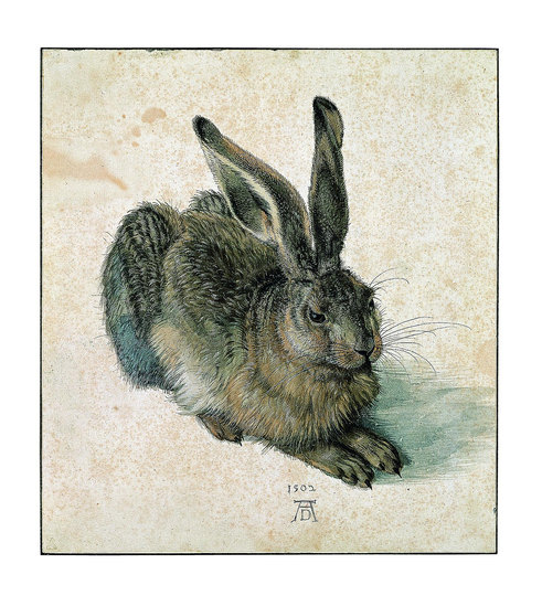 Dürer - Observer of Nature: Hare, 1502, watercolour and bodycolour, heightened with white, traces of an underdrawing at the right ear, 25 x 22.5 cm, Albertina, Vienna Photograph: Albertina, Vienna