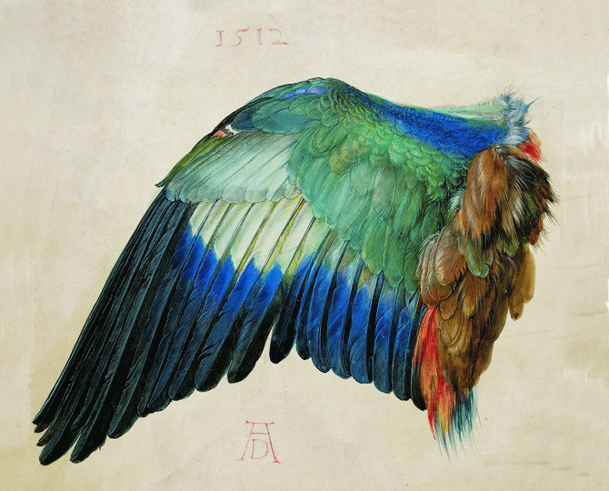 Dürer - Observer of Nature: Wing of a Blue Roller, c. 1500 (or 1512),  watercolour and bodycolour on parchment, heightened with white, 19.6 x 20 cm, Albertina, Vienna. Photograph: Albertina, Vienna