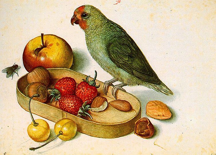 Georg Flegel: Still Life Painter: Still life with Pygmy Parrot