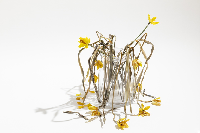 Nature morte/Nature vivante: Lilla Tabasso, Vanitas Daffodils, 2019 © Roberto Marossi
