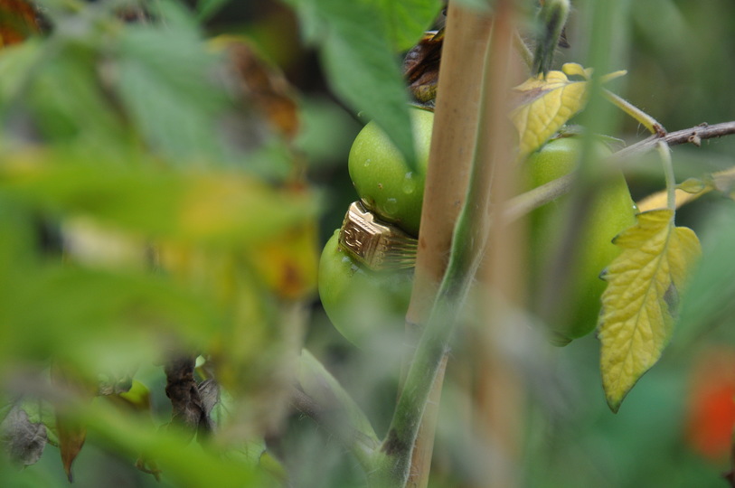 Nature morte/Nature vivante: Hilde De DECKER, For the farmer and the market gardener - Work in progress © Hilde de Decker
