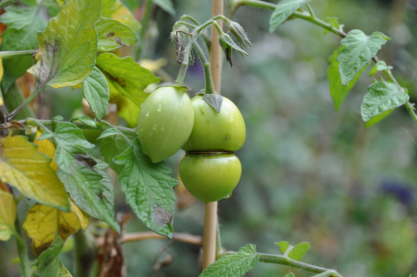 Nature morte/Nature vivante: For the farmer and the market gardener - Work in progress © Hilde De DECKER
