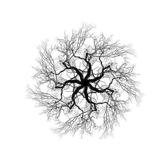 Trees in Winter: 