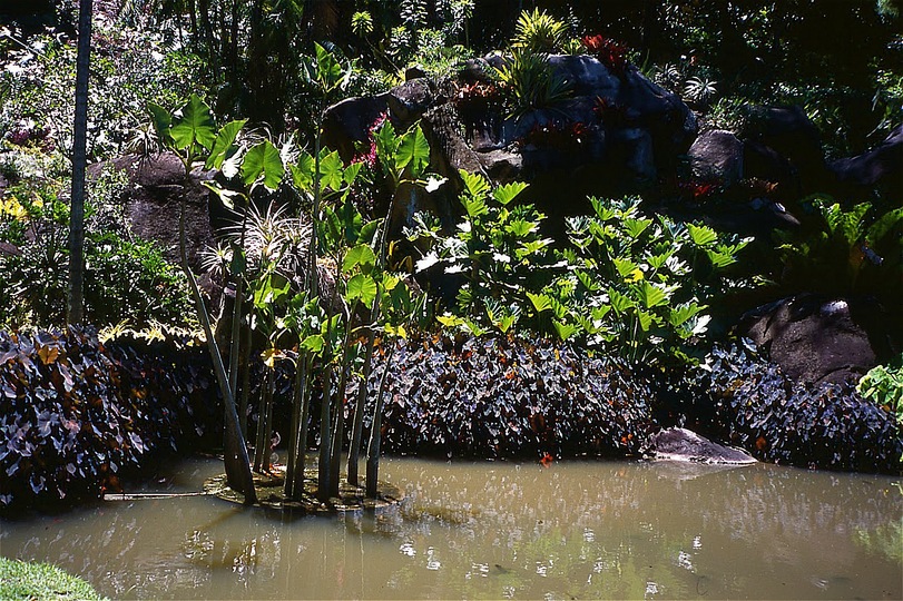 Roberto Burle Marx: Landscaping Brazil: 