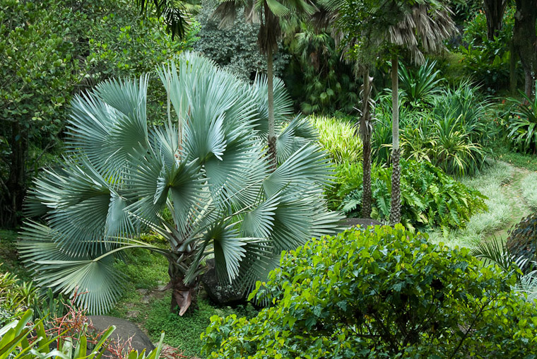 Roberto Burle Marx: Landscaping Brazil: 