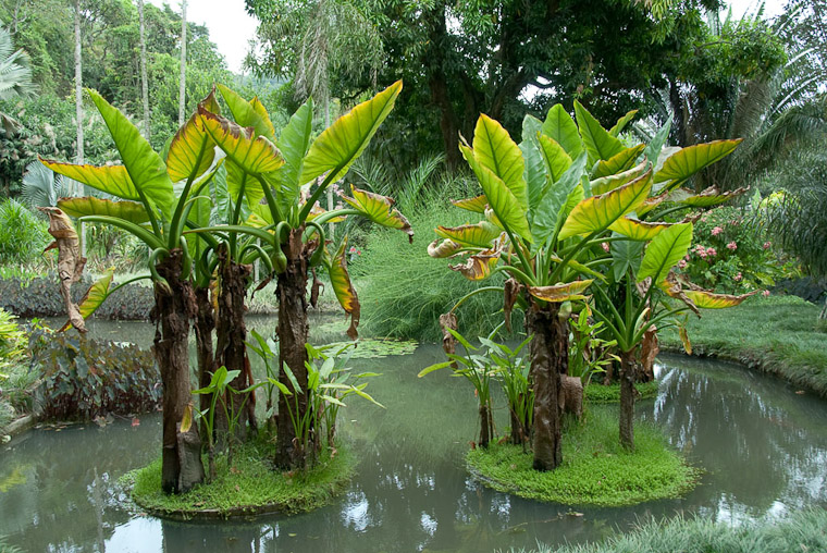 Roberto Burle Marx: Landscaping Brazil: 