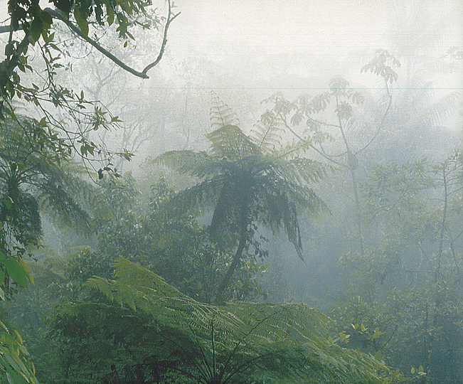 Roberto Burle Marx: Landscaping Brazil: 