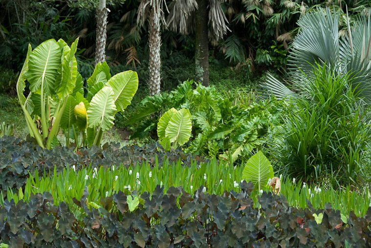 Roberto Burle Marx: Landscaping Brazil: 