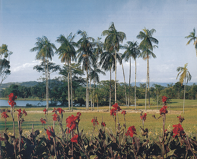 Roberto Burle Marx: Landscaping Brazil: 