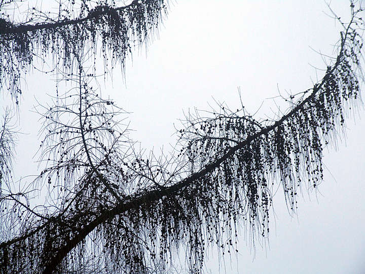 BRANCHES & TREES: 