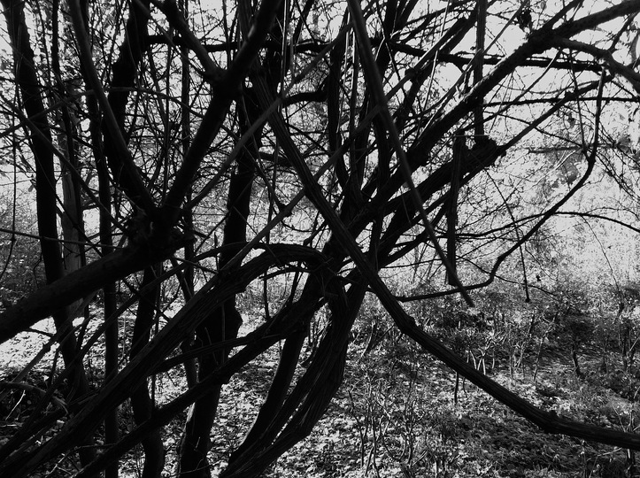 BRANCHES & TREES: 