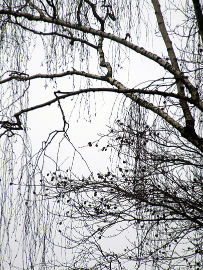 BRANCHES & TREES: 