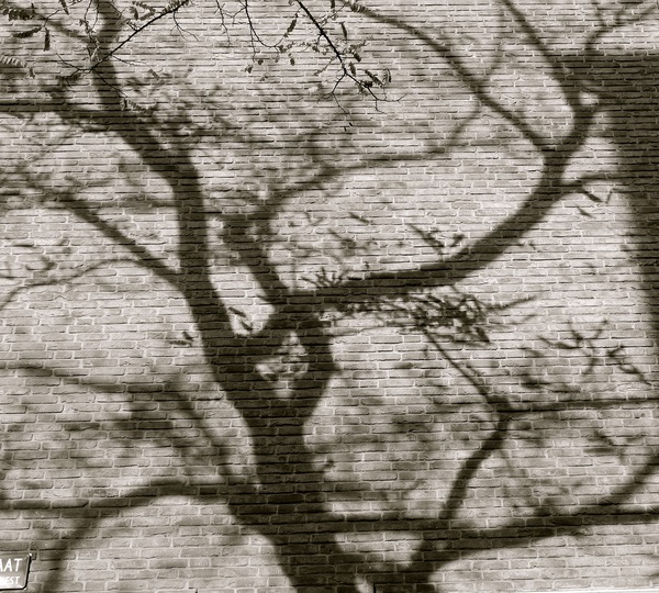 BRANCHES & TREES: 