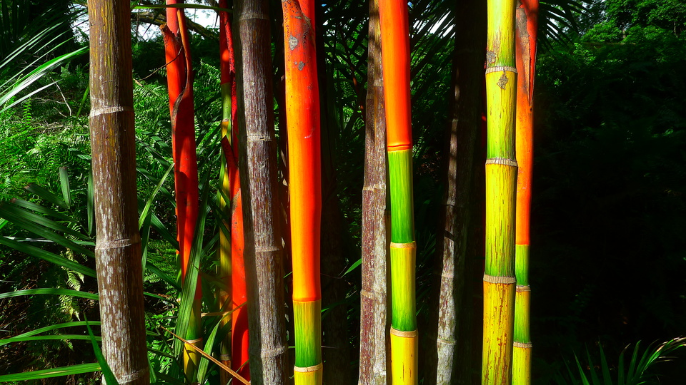 Colors: bamboo