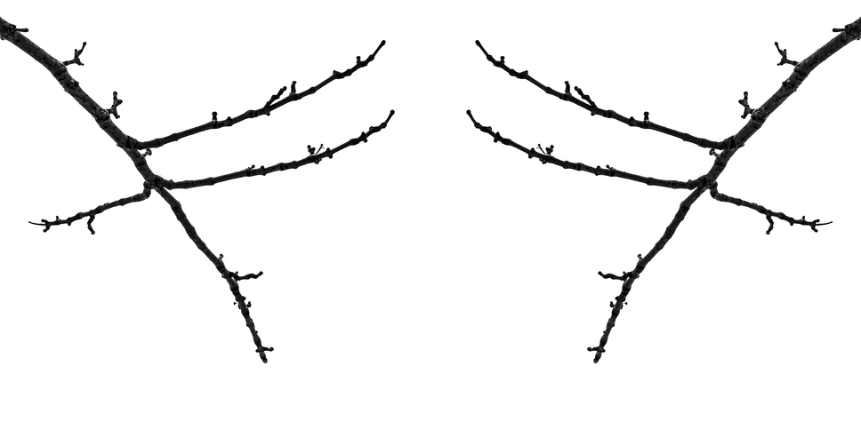 Tree Calligraphy: 