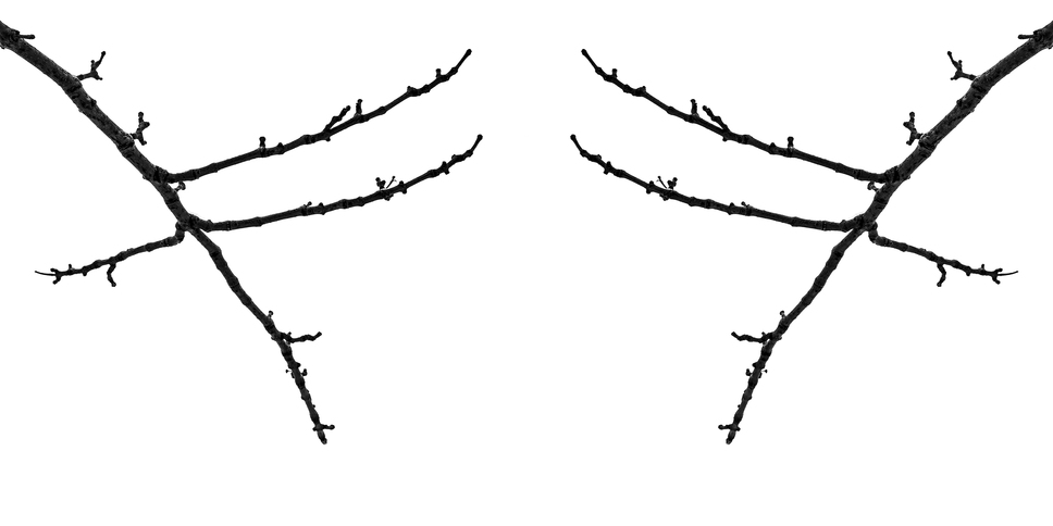 Tree Calligraphy: 