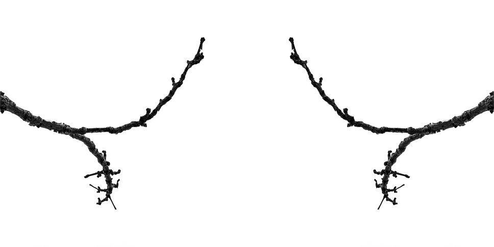 Tree Calligraphy: 