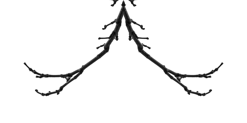 Tree Calligraphy: 