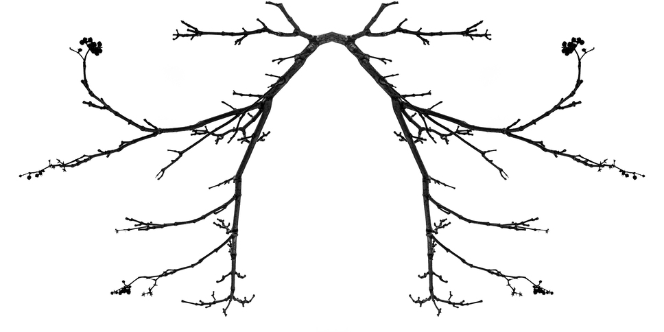 Tree Calligraphy: 