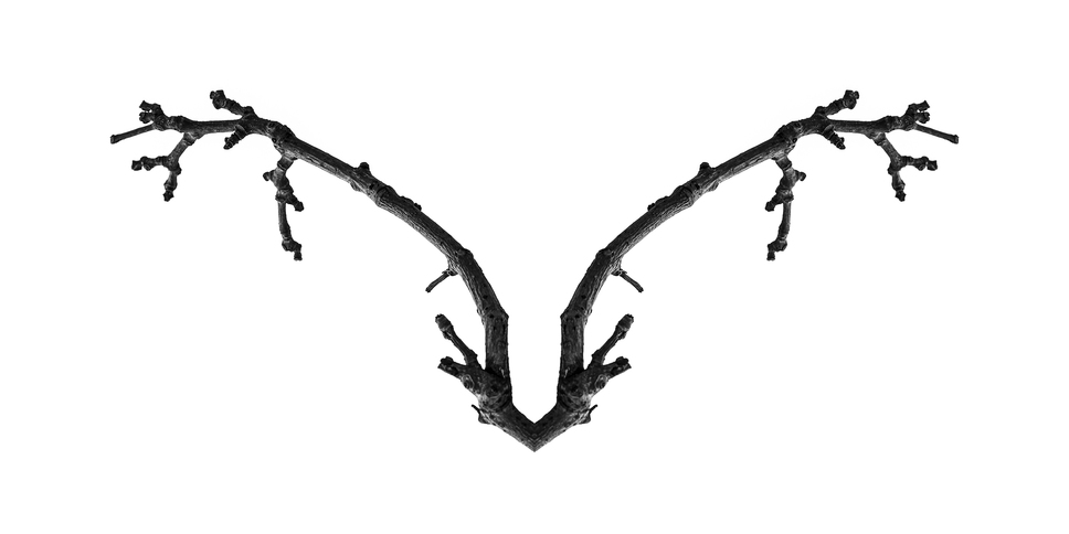 Tree Calligraphy: 