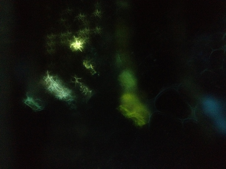 The Light project: 