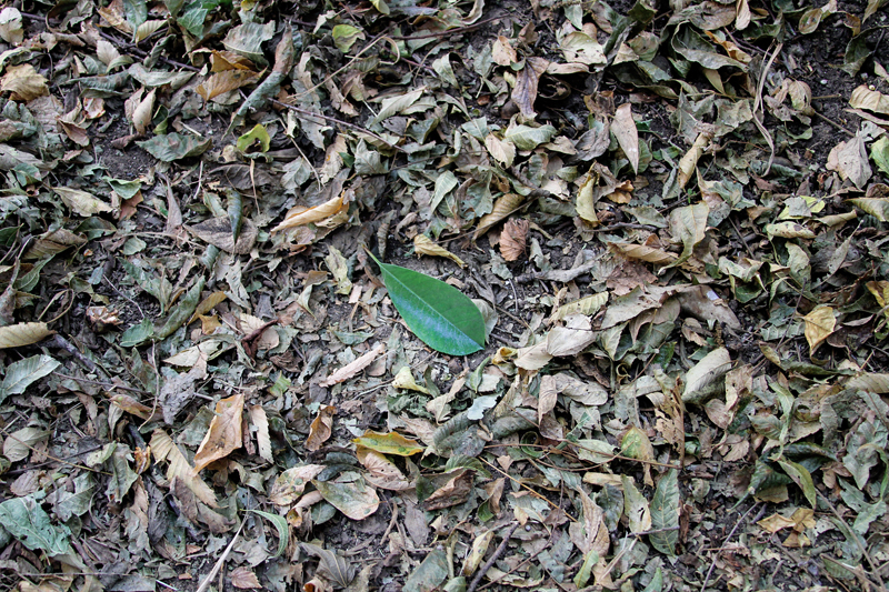butter knife: fake leaf placed among real leaves