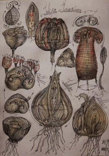 Morphodynamics - Principle of Nature: 