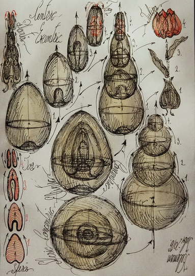 Morphodynamics - Principle of Nature: 