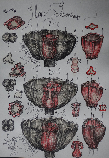 Morphodynamics - Principle of Nature: 