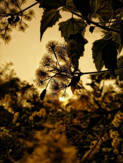 Evening flora by oviul maruf: 