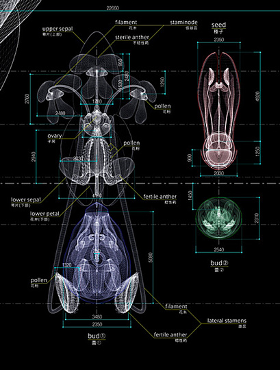 Macoto Murayama: The science of flowers: 