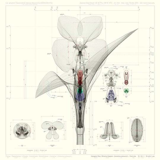 Macoto Murayama: The science of flowers: 