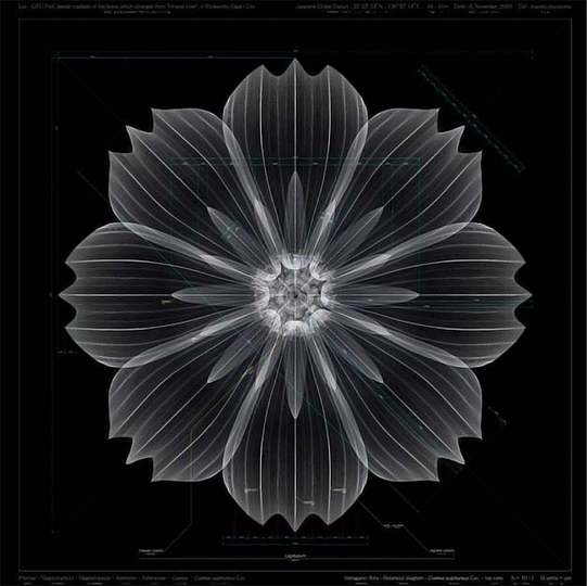Macoto Murayama: The science of flowers: 