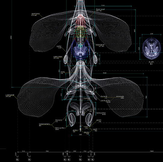 Macoto Murayama: The science of flowers: 