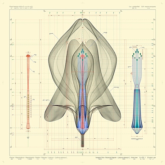 Macoto Murayama: The science of flowers: 