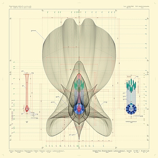 Macoto Murayama: The science of flowers: 