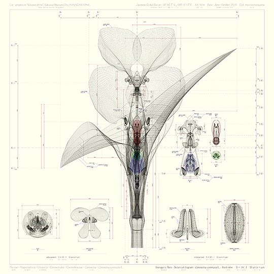 Macoto Murayama: The science of flowers: 