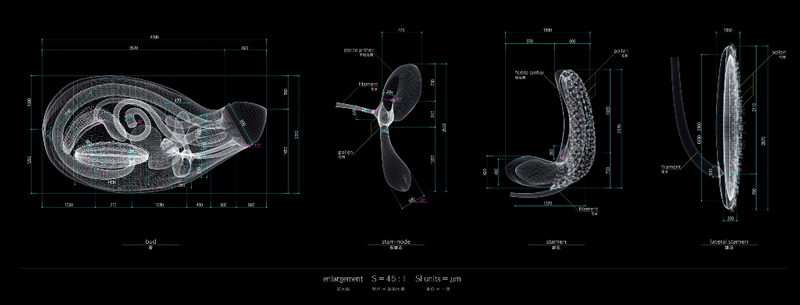 Macoto Murayama: The science of flowers: 