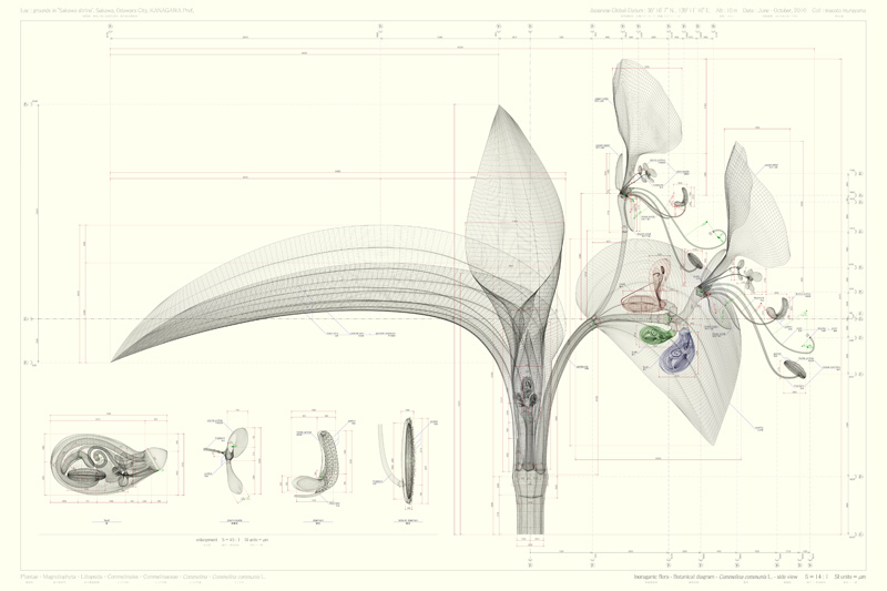 Macoto Murayama: The science of flowers: 