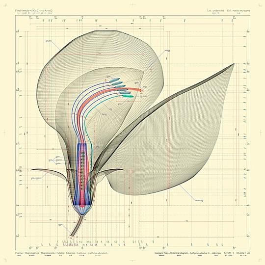 Macoto Murayama: The science of flowers: 