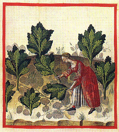 Tacuinum Sanitatis: tacuinum sanitatis cabbage