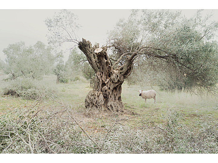 Greek Landscapes by Petros Koublis: 