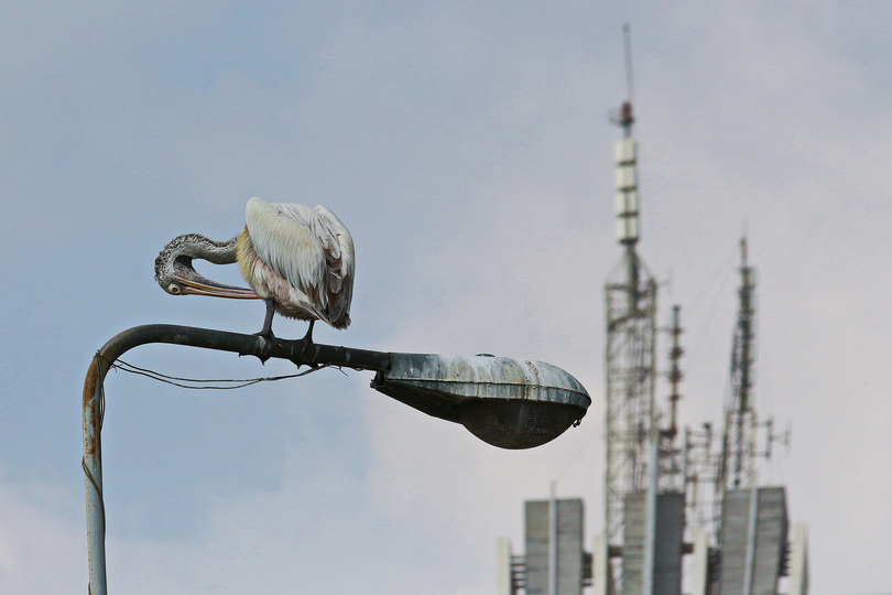 Sony World Photography Awards: Pelican in front of Colombo (Sri Lanka) skyline.

Antoine Weis

© Antoine Weis, Switzerland, 1st Place, Nature & Wildlife, Open Competition, 2015 Sony World Photography Awards.