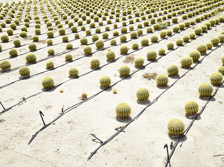 The New Social: Henrik Spohler, Cactus Farm(Kakteenzucht) in Borrego Springs, USA, 2011 from the Series The Third Day © Henrik Spohler. 6th Triennale of Photography Hamburg.