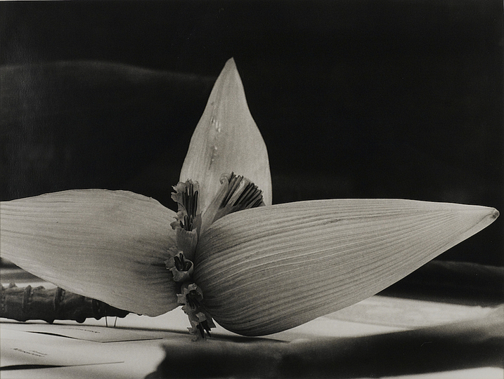 The Production Line of Happiness: Christopher Williams (American, born 1956). Sri Lanka, 1989 / Blaschka Model 694, 1903 / Genus no. 1318 / Family, Musaceae / Musa rosacea Jacq. / (from Angola to Vietnam*). 1989. Gelatin silver print, paper: 11 x 14″ (27.9 x 35.6 cm); framed: 18 13/16 x 21 7/8″ (47.8 x 55.6 cm). The Museum of Contemporary Art, Los Angeles. The El Paso Natural Gas Company Fund for California Art, 89.34
Courtesy of the artist; David Zwirner, New York/London; and Galerie Gisela Capitain, Cologne © Christopher Williams