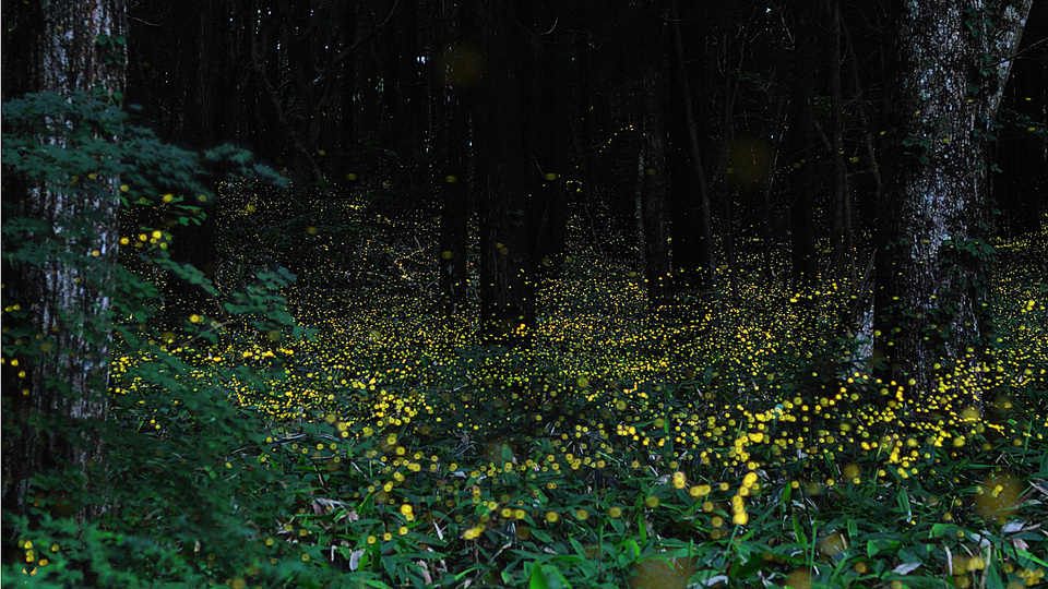 Fireflies: 
